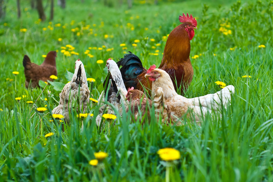 Pride of British Poultry - Green Environment